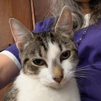 Domestic Short Hair Cats Available for Adoption in Reisterstown, Maryland - Bonnie | PetCurious