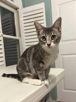 Birdie -  Domestic Short Hair Cat for Adoption in Fenton, Missouri - Birdie | PetCurious