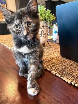Ember -  Domestic Short Hair Cat for Adoption in Ogden, Utah - Ember | PetCurious