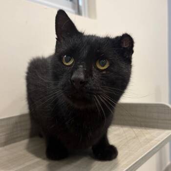 Barnaby KCAC #857.26 -  Domestic Short Hair Cat for Adoption in Kerrville, Texas - Barnaby KCAC #857.26 | PetCurious