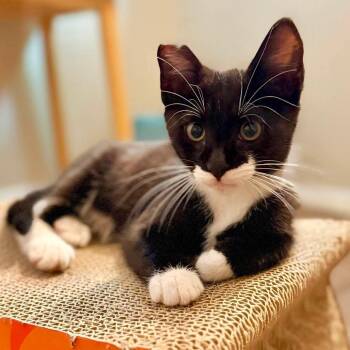 Rango -  Domestic Short Hair Cat for Adoption in Aberdeen, North Carolina - Rango | PetCurious