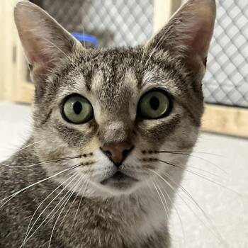 Rescue Domestic Short Hair Cats for Adoption in Delhi, Ontario - CUPCAKE | PetCurious