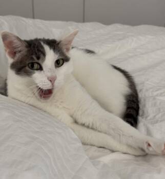 Rescue Domestic Short Hair Cats for Adoption - Pickletini | PetCurious
