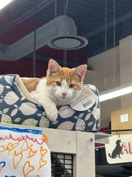 Domestic Short Hair Cats Available for Adoption in Calgary, Alberta - Hamlet | PetCurious