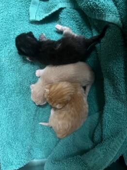 Miss Selena (Cheddar) -  Domestic Short Hair Cat for Adoption in Murray, Kentucky - Miss Selena (Cheddar) | PetCurious