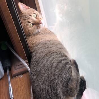 Rescue American Shorthair Cats for Adoption in Rochester, Minnesota - Athena | PetCurious