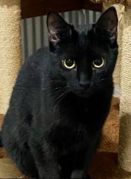 American Shorthair Cats Available for Adoption - Weeble | PetCurious