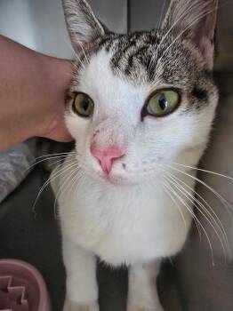 Domestic Short Hair Cats Available for Adoption in Pine Grove, Pennsylvania - Phil | PetCurious