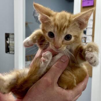 Super Nova -  Domestic Short Hair Cat for Adoption in Fairmont, West Virginia - Super Nova | PetCurious
