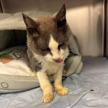 Rescue Domestic Short Hair Cats for Adoption in Los Angeles, California - Fudge | PetCurious