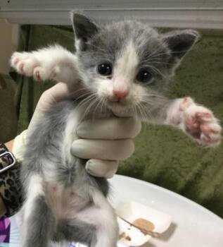 Domestic Short Hair Cats Available for Adoption in Riverside, California - MONKEY | PetCurious
