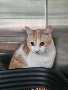 Domestic Short Hair Cats Available for Adoption in Maryville, Tennessee - Thomas | PetCurious