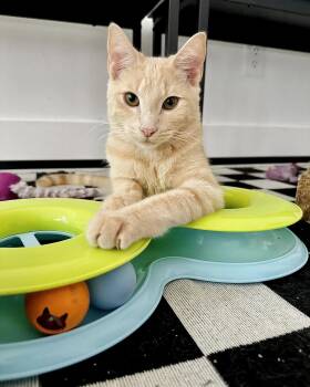 Rescue Domestic Short Hair Cats for Adoption in Ellenwood, Georgia - Blue | PetCurious