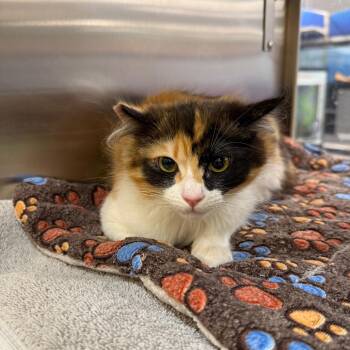 Domestic Long Hair Cats Available for Adoption in Hemet, California - Bandit | PetCurious