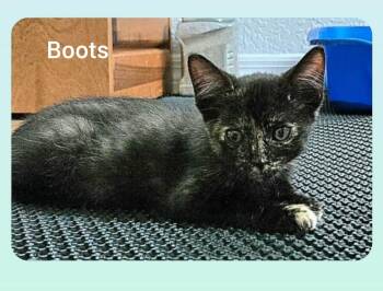 Rescue Tortoiseshell Cats for Adoption in Orlando, Florida - Boots (Orlando Fl) | PetCurious