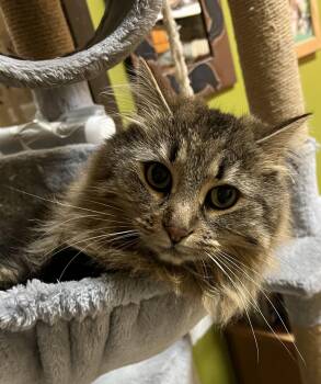 Juno -  Domestic Long Hair Cat Available for Adoption in Blasdell, New York - Juno | PetCurious