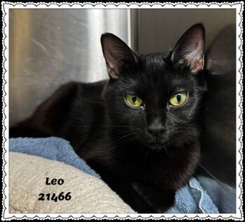 LEO -  Domestic Short Hair and Bombay Cat for Adoption in Marietta, Georgia - LEO | PetCurious