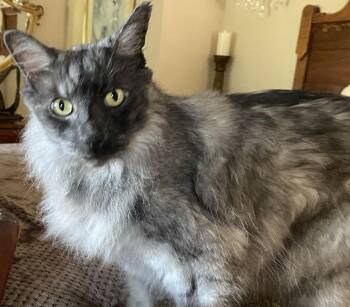 Maine Coon and Domestic Long Hair Cats Available for Adoption - Smokey | PetCurious