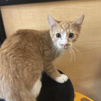 Charlie -  Domestic Short Hair Cat for Adoption in Hemet, California - Charlie | PetCurious