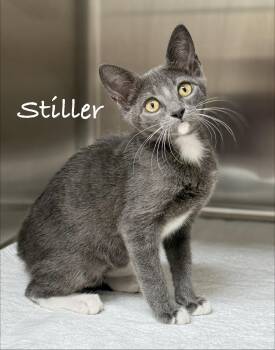 Stiller -  Domestic Short Hair Cat for Adoption in Pawleys Island, South Carolina - Stiller | PetCurious