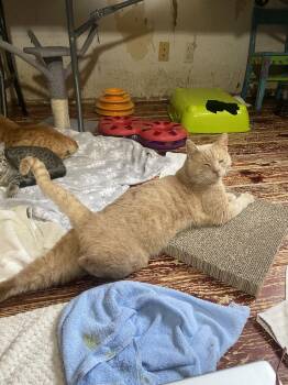 Domestic Short Hair Cats Available for Adoption - Smokey-Joe | PetCurious