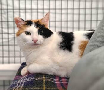 Domestic Short Hair Cats Available for Adoption in Kirkland, Washington - Bea | PetCurious