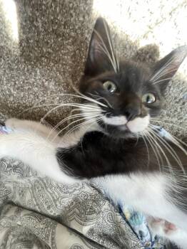 Rescue Domestic Short Hair Cats for Adoption in Philadelphia, Pennsylvania - Mochi Teegan | PetCurious