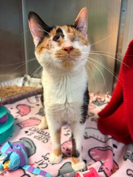 Domestic Short Hair Cats Available for Adoption in Detroit, Michigan - Marcy Manacotti | PetCurious