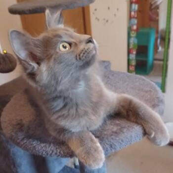 Grayson (kitten) -  Domestic Medium Hair Cat for Adoption - Grayson (kitten) | PetCurious