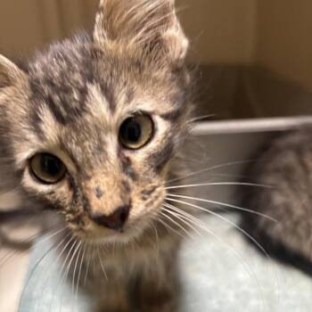 Thunder -  Domestic Short Hair Cat for Adoption in Dallas, Texas - Thunder | PetCurious