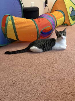 Rescue Domestic Short Hair Cats for Adoption in Rockaway, New Jersey - Darla | PetCurious