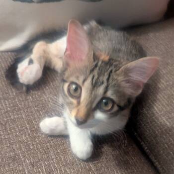 Rescue Domestic Medium Hair Cats for Adoption in Flagstaff, Arizona - Prosecco W/ Riesling - Energetic & Cuddly! Good W/ Cats & | PetCurious