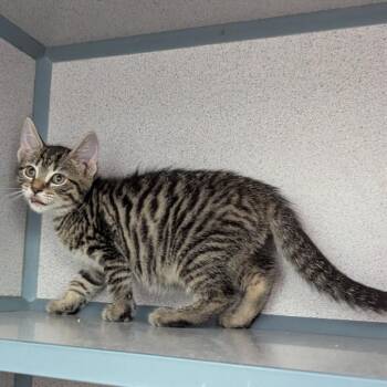 Fritatta -  Domestic Short Hair Cat for Adoption in Evansville, Indiana - Fritatta | PetCurious