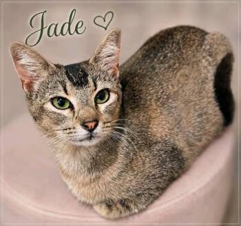 Jade -  Tabby Cat for Adoption in Midlothian, Texas - Jade | PetCurious