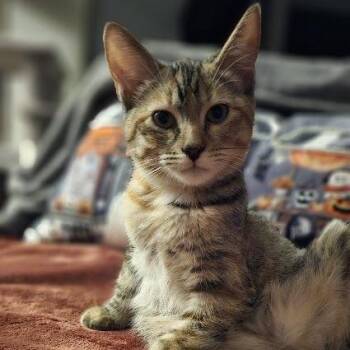 Callie -  American Shorthair Cat for Adoption in Sioux Falls, South Dakota - Callie | PetCurious