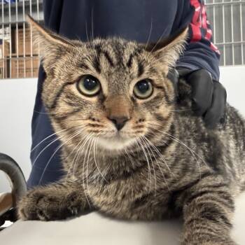 Rescue Domestic Short Hair Cats for Adoption in New York, New York - Boots | PetCurious