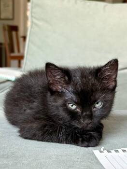 Pearl-Louise -  Domestic Medium Hair Cat for Adoption in Virginia Beach, Virginia - Pearl-Louise | PetCurious