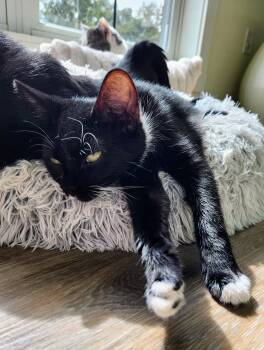 Rescue Domestic Short Hair Cats for Adoption in Chapel Hill, North Carolina - DANICA | PetCurious