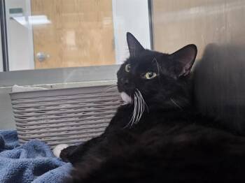 FIGURADO -  Domestic Long Hair Cat for Adoption in Pueblo, Colorado - FIGURADO | PetCurious