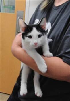 TOM -  Domestic Medium Hair Cat for Adoption in Albuquerque, New Mexico - TOM | PetCurious