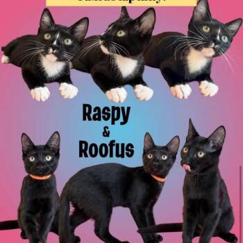 Roofas adopt with Raspy -  Domestic Short Hair Cat for Adoption in Fayetteville, Georgia - Roofas Adopt With Raspy | PetCurious