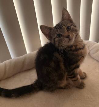 Tabitha 2 -  Tabby Cat for Adoption in Wyandotte, Michigan - Tabitha 2 | PetCurious
