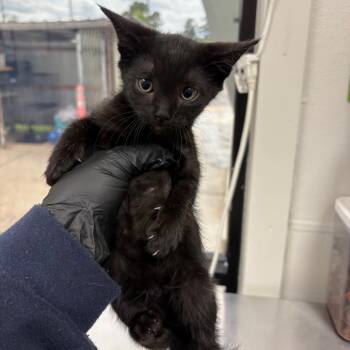 Jason Aldean -  Domestic Short Hair Cat for Adoption in Columbiana, Alabama - Jason Aldean | PetCurious