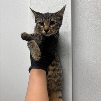 Lil Sweet Pea -  Domestic Short Hair Cat for Adoption in Abilene, Texas - Lil Sweet Pea | PetCurious