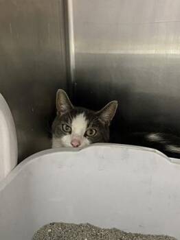 Domestic Short Hair Cats Available for Adoption in Daytona Beach, Florida - Reno | PetCurious