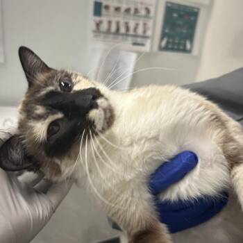 Glinda -  Domestic Short Hair Cat for Adoption in Park City, Utah - Glinda | PetCurious
