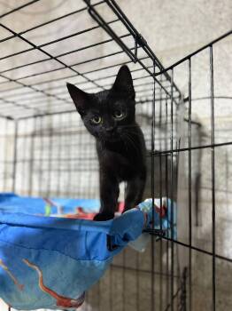 Harry -  Domestic Short Hair Cat for Adoption in Salamanca, New York - Harry | PetCurious