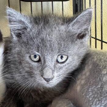 Kirby -  Domestic Short Hair Cat for Adoption in Saginaw, Michigan - Kirby | PetCurious