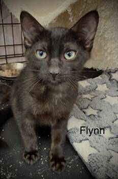 Flynn -  Domestic Short Hair Cat for Adoption - Flynn | PetCurious
