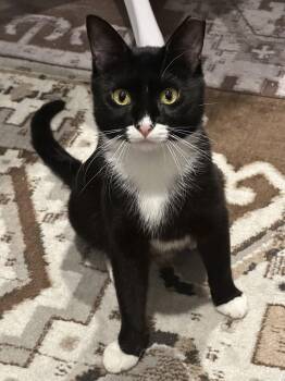Domestic Short Hair Cats Available for Adoption in Oakland, California - Jeeves | PetCurious